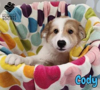 Cody -  Beagle and Mixed Breed Dog for Adoption in Heath, Ohio - Cody | PetCurious