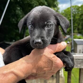 NY Ringo Avail Jun 13 (Choice Pet Carmel) -  Labrador Retriever and Shepherd Dog for Adoption in Eastford, Connecticut - NY Ringo Avail Jun 13 (Choice Pet Carmel) | PetCurious