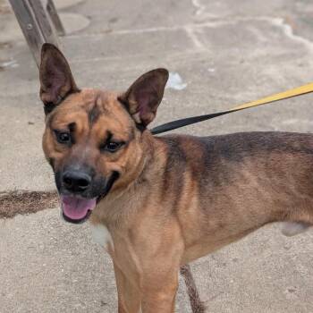 Byram -  Shepherd and Mixed Breed Dog for Adoption - Byram | PetCurious
