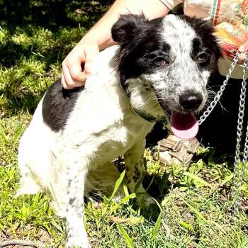 Texas Toast -s -  Border Collie and Australian Shepherd Dog for Adoption in Sequatchie, Tennessee - Texas Toast -s | PetCurious