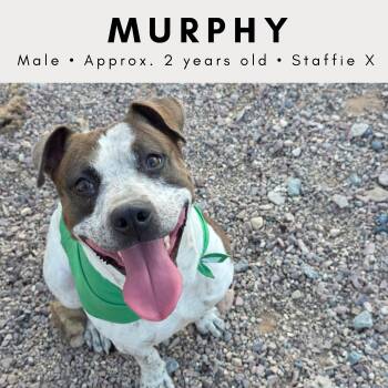 Murphy -  American Staffordshire Terrier and Mixed Breed Dog for Adoption in Tucson, Arizona - Murphy | PetCurious
