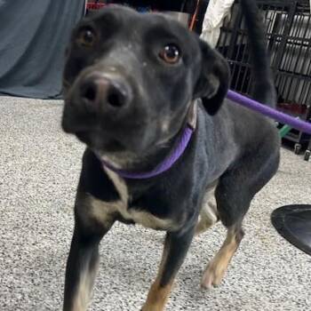 Rescue Labrador Retriever Dogs for Adoption in Allegan, Michigan - Bambi | PetCurious