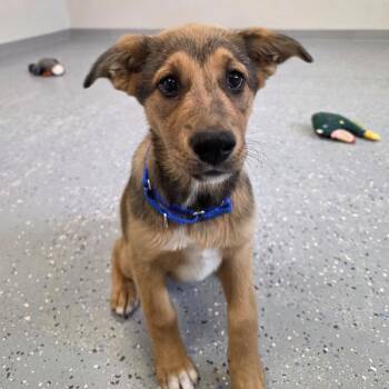 Squirrel -  Mixed Breed Dog for Adoption in Yankton, South Dakota - Squirrel | PetCurious