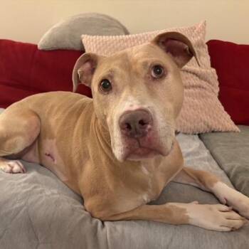 Pit Bull Terrier and Labrador Retriever Dogs Available for Adoption - Silas | PetCurious