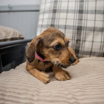 Mira -  Wirehaired Dachshund and Mixed Breed Dog for Adoption in Pawling, New York - Mira | PetCurious