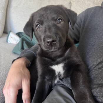 Mixed Breed Dogs Available for Adoption in Spokane, Washington - Clementine | PetCurious