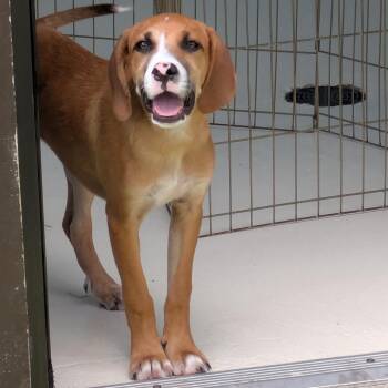 Casey 4 4259 -  Hound and Mixed Breed Dog for Adoption in Loxahatchee Groves, Florida - Casey 4 4259 | PetCurious