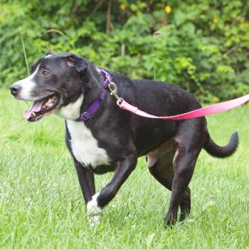 Bruno -  Labrador Retriever and Shar Pei Dog for Adoption in South Elgin, Illinois - Bruno | PetCurious
