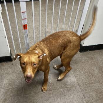 Doughboy/kingston -  Retriever and Pit Bull Terrier Dog for Adoption in Birmingham, Alabama - Doughboy/kingston | PetCurious