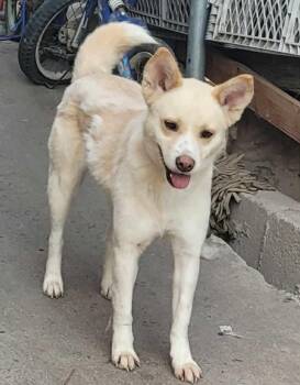 Rescue Mixed Breed Dogs for Adoption in Puyallup, Washington - Tracy | PetCurious