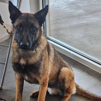 Belgian Shepherd Malinois Dogs Available for Adoption in Tulsa, Oklahoma - Ruger | PetCurious