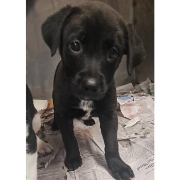 The Wizard of Oz -  Mixed Breed Dog for Adoption in Edwardsville, Illinois - The Wizard Of Oz | PetCurious