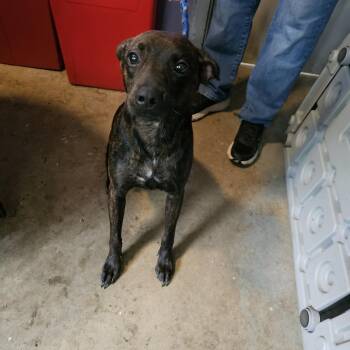 Mixed Breed Dogs Available for Adoption in Pulaski, Tennessee - TNGC-Stray-1162 | PetCurious