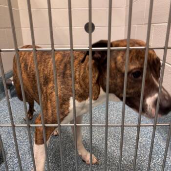 Pit Bull Terrier Dogs Available for Adoption in Greensboro, North Carolina - MILLI | PetCurious
