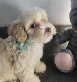 Mika -  Maltipoo Dog Available for Adoption - Mika | PetCurious