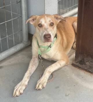 Rescue Mixed Breed Dogs for Adoption in Luling, Texas - Owen | PetCurious