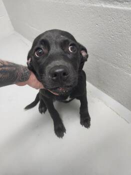 Rosey -  Labrador Retriever Dog for Adoption in Mocksville, North Carolina - Rosey | PetCurious