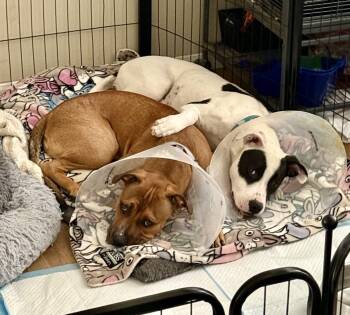 Rescue American Bully Dogs for Adoption in West Hollywood, California - Holly & Ivy (Bonded Pair) | PetCurious