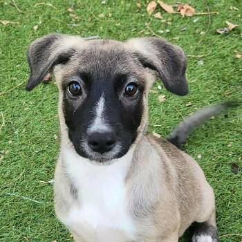 Rescue Belgian Shepherd Malinois Dogs for Adoption in Austin, Texas - Nikita TM | PetCurious