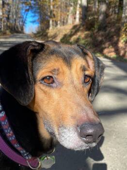 Daisy -  German Shepherd Dog and Coonhound Dog for Adoption in Bristol, Vermont - Daisy | PetCurious