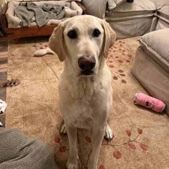 Hunter - Urgent Northeast Foster Needed -  Yellow Labrador Retriever Dog for Adoption - Hunter - Urgent Northeast Foster Needed | PetCurious