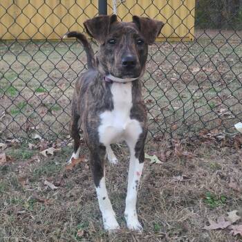 Rescue Mountain Cur Dogs for Adoption in Cabot, Arkansas - (Found) Kami | PetCurious