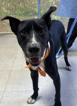 Wario -  Shepherd and Mixed Breed Dog for Adoption in San Antonio, Texas - Wario | PetCurious