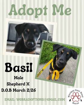 Basil -  Shepherd Dog for Adoption in Winnipeg, Manitoba - Basil | PetCurious