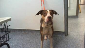 TACO BELLE -  Mixed Breed Dog for Adoption in Charlotte, North Carolina - TACO BELLE | PetCurious