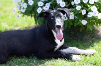 Rescue Australian Shepherd Dogs for Adoption in Manchester, New Hampshire - Vera In NH! Come Meet Our Adoptable Dogs Wednesday-Saturday. Mor | PetCurious