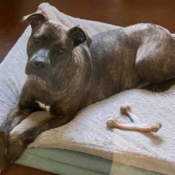 Summer Louisiana -  Pit Bull Terrier Dog for Adoption in Rockaway, New Jersey - Summer Louisiana | PetCurious