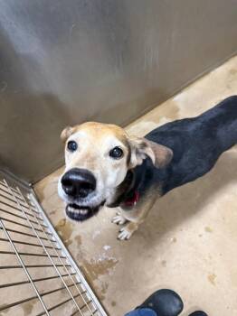 Moose 26 -  Mixed Breed Dog for Adoption in Albion, New York - Moose 26 | PetCurious