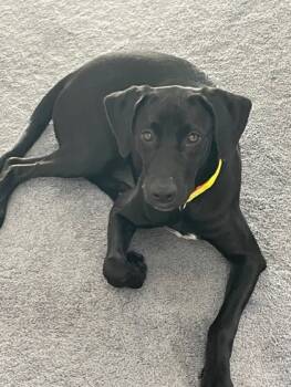 Rescue Golden Retriever and Pit Bull Terrier Dogs for Adoption in Largo, Florida - Benny | PetCurious