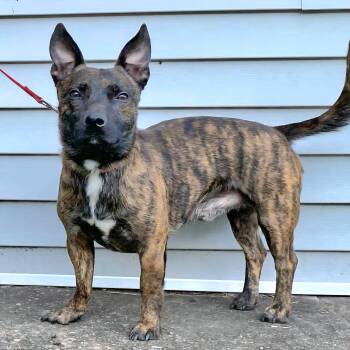 Rescue Pit Bull Terrier Dogs for Adoption in New York, New York - SCOOBY *URGENT FOSTER & FOREVER HOME NEEDED* | PetCurious
