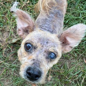 Oso Lennon -  Yorkshire Terrier Dog for Adoption in Houston, Texas - Oso Lennon | PetCurious