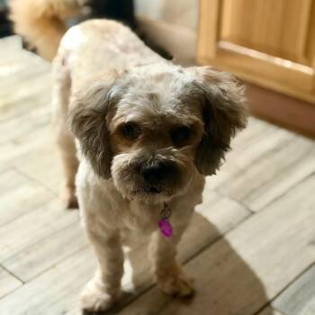 Ace 2 -  Lhasa Apso and Mixed Breed Dog for Adoption in Phoenix, Arizona - Ace 2 | PetCurious