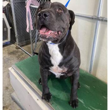 Eli -  Mixed Breed Dog for Adoption in Las Cruces, New Mexico - Eli | PetCurious