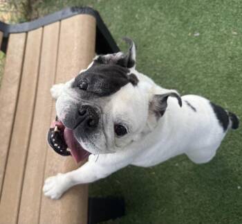 American Bulldog Dogs Available for Adoption - Tankina | PetCurious