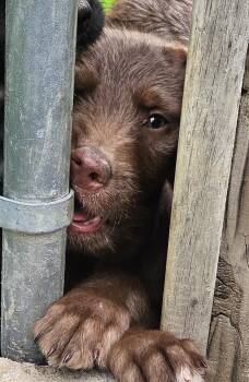 Poodle and Pit Bull Terrier Dogs Available for Adoption in West Peoria, Illinois - Pharoah | PetCurious