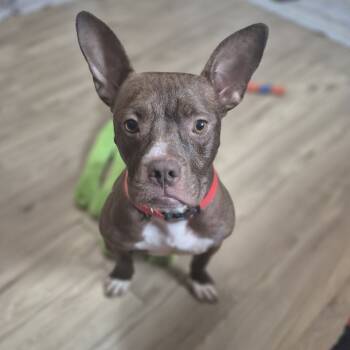 Rescue Pit Bull Terrier and Mixed Breed Dogs for Adoption in Boone, Iowa - Karma | PetCurious