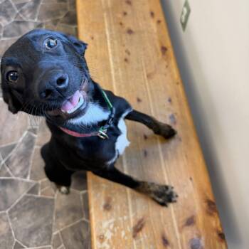 Terrier Dogs Available for Adoption in Sterling Heights, Michigan - Beetle | PetCurious