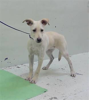 Labrador Retriever and Mixed Breed Dogs Available for Adoption - A2061386 | PetCurious