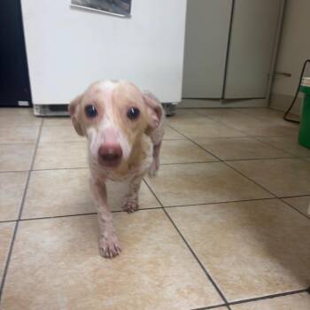 Mac Tonight -  Dachshund Dog for Adoption in Pekin, Illinois - Mac Tonight | PetCurious
