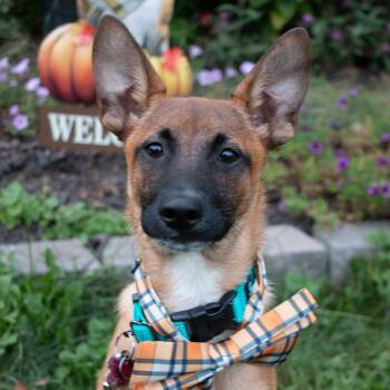 Gaston the Smooch Monster -  Belgian Shepherd Malinois and Chihuahua Dog for Adoption in Houston, Texas - Gaston The Smooch Monster | PetCurious