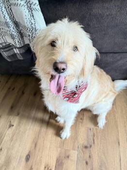 Goose -  Labrador Retriever Dog for Adoption in Murray, Kentucky - Goose | PetCurious