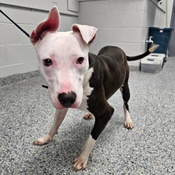 Maeve Muffin -  Mixed Breed Dog for Adoption in Greenville, South Carolina - Maeve Muffin | PetCurious