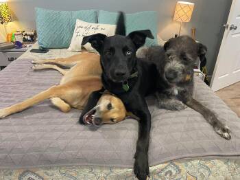 Rescue Mixed Breed Dogs for Adoption in Eatontown, New Jersey - Champion (champ) | PetCurious