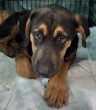 Mixed Breed Dogs Available for Adoption in Charleston, South Carolina - Mudpie | PetCurious