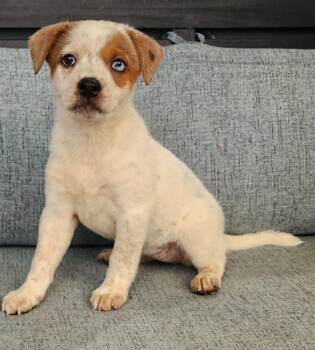 Opal -  Australian Shepherd Dog for Adoption in Cottonwood, Arizona - Opal | PetCurious