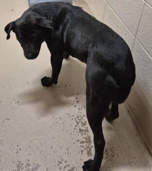 Labrador Retriever and Pit Bull Terrier Dogs Available for Adoption - Ic-3c | PetCurious